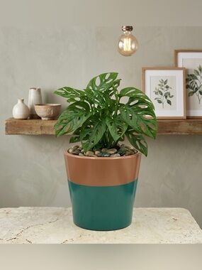 Modern Two-Tone Barrel Planter - Handcrafted Clay Pot with Drainage - 7" Green